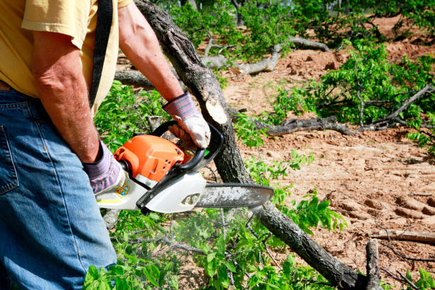 How Our Tree Care Process Works  in  Waipio, HI